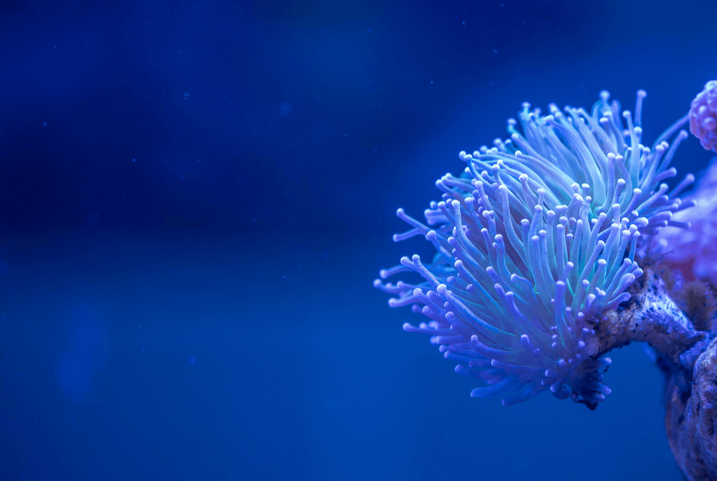 Coral Ecosystem